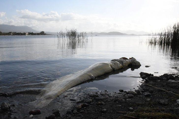 Köyceğiz gölünde ölü Yayın Balığı sahile vurdu G1