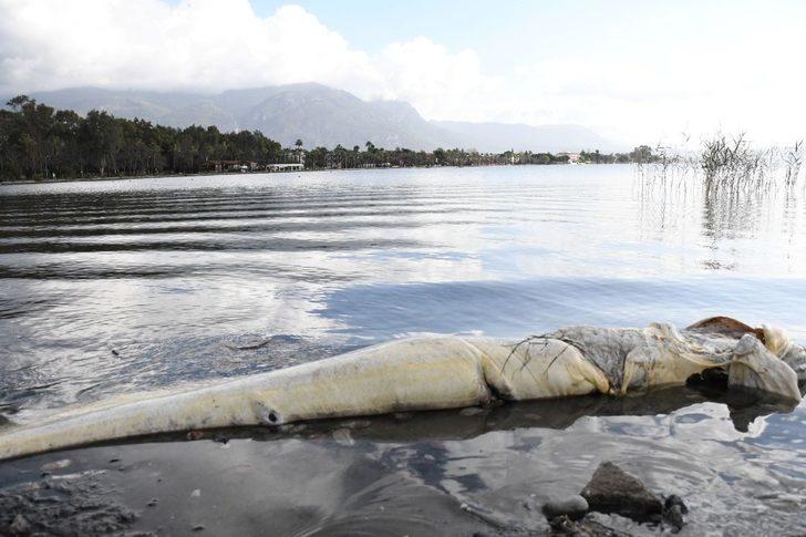 Köyceğiz gölünde ölü Yayın Balığı sahile vurdu G2