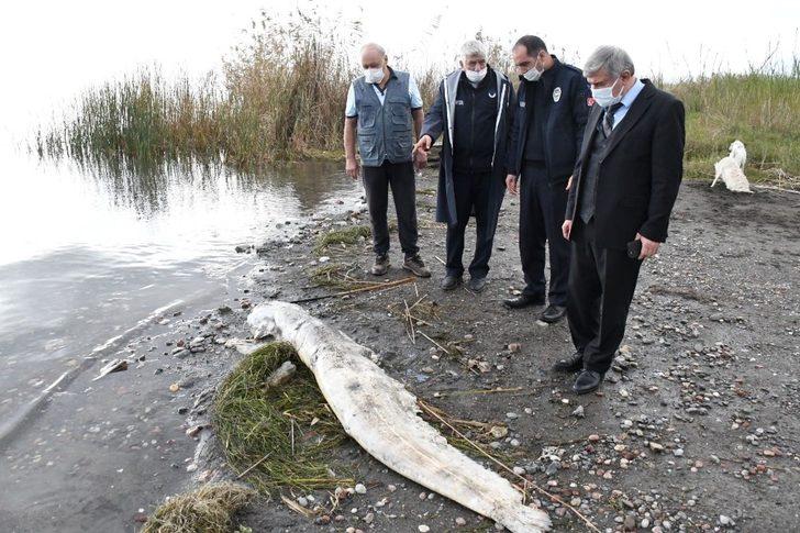 Köyceğiz gölünde ölü Yayın Balığı sahile vurdu G3