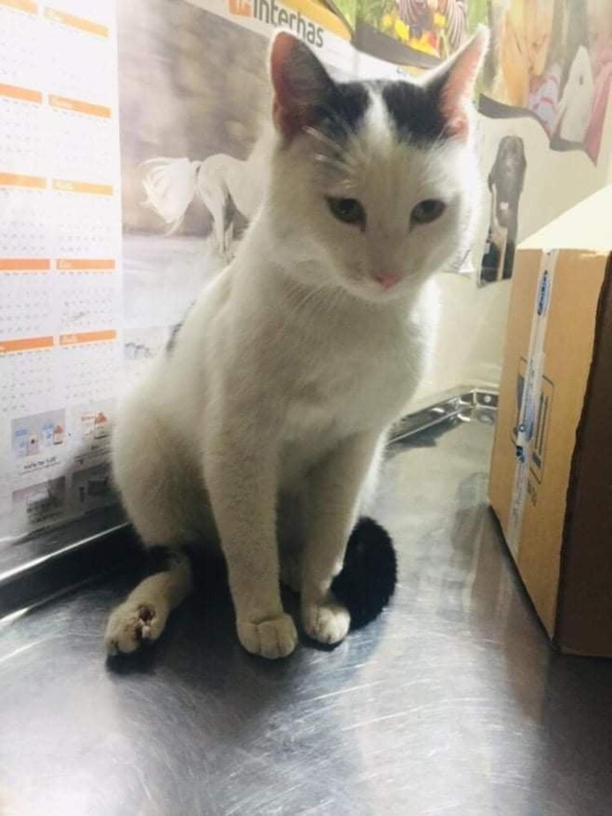 Yaralı kedi i&ccedil;in seferber oldular