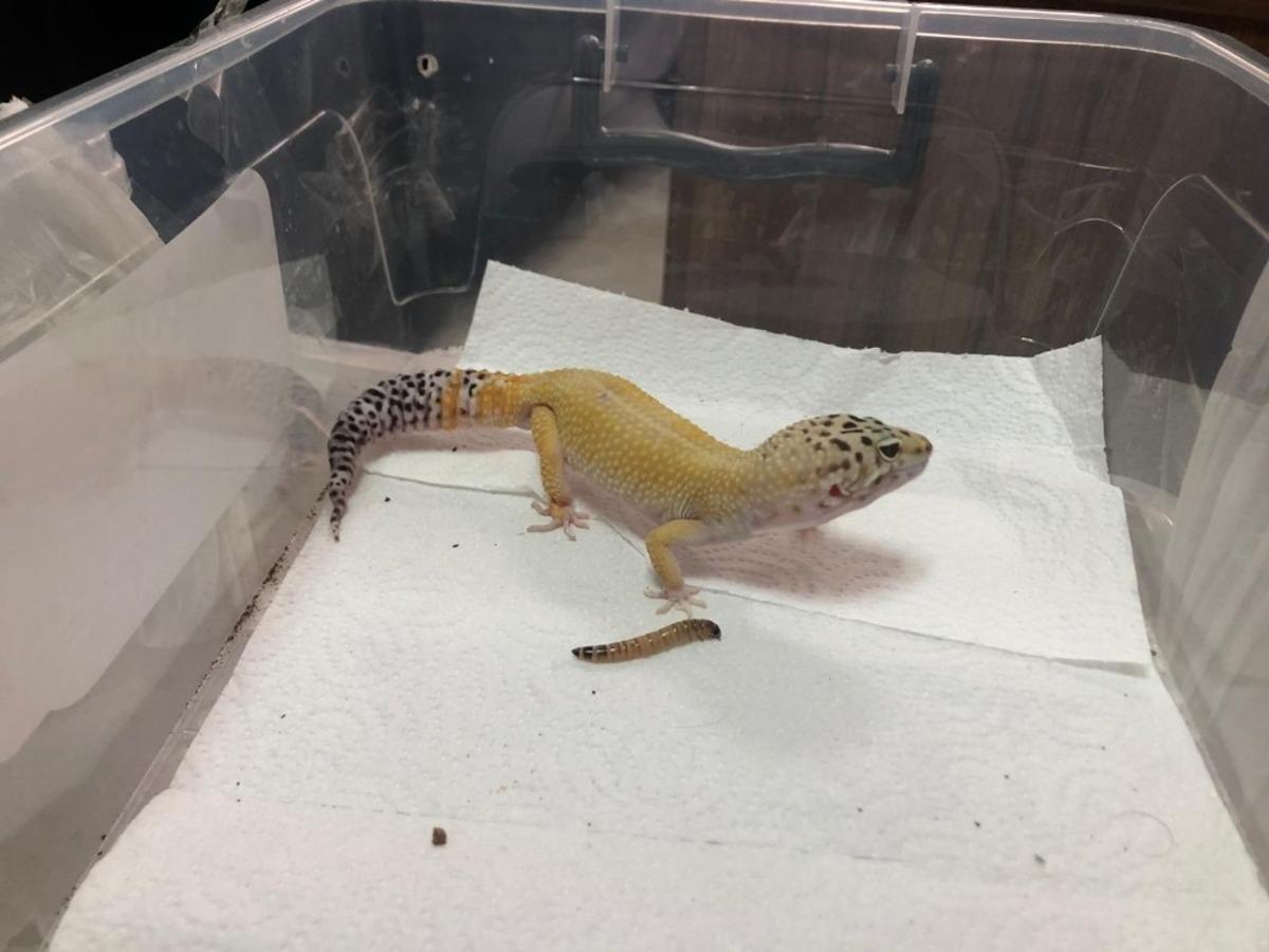 Antalya&rsquo;da yasa dışı hayvan ticaretine 8 bin 692 TL ceza