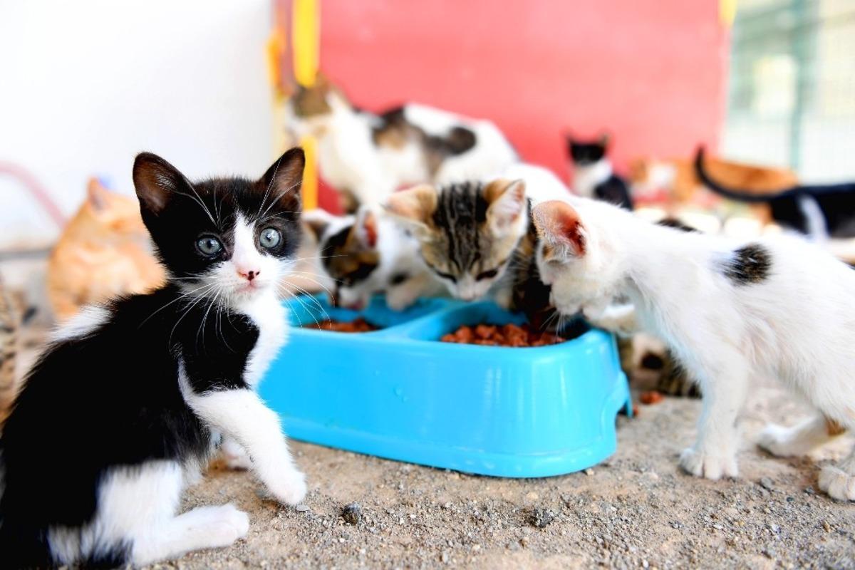 Kaşlı Ge&ccedil;ici Hayvan Bakımevi salı g&uuml;nleri ziyarete kapanacak
