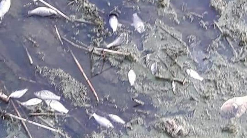 Porsuk&rsquo;ta balık &ouml;l&uuml;mleri