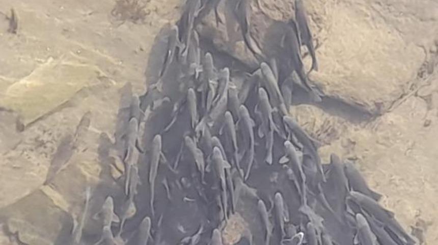 Yer: Çorum! Binlerce balık, köprü altındaki gölette toplandı  