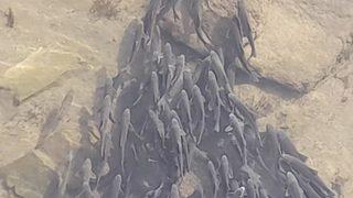 Yer: Çorum! Binlerce balık, köprü altındaki gölette toplandı  