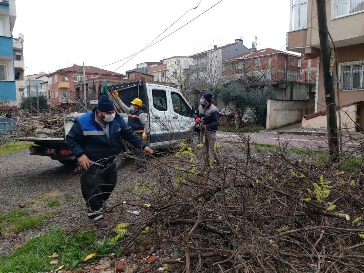 Darıca&rsquo;da mevsimsel ağa&ccedil; budama &ccedil;alışmaları devam ediyor