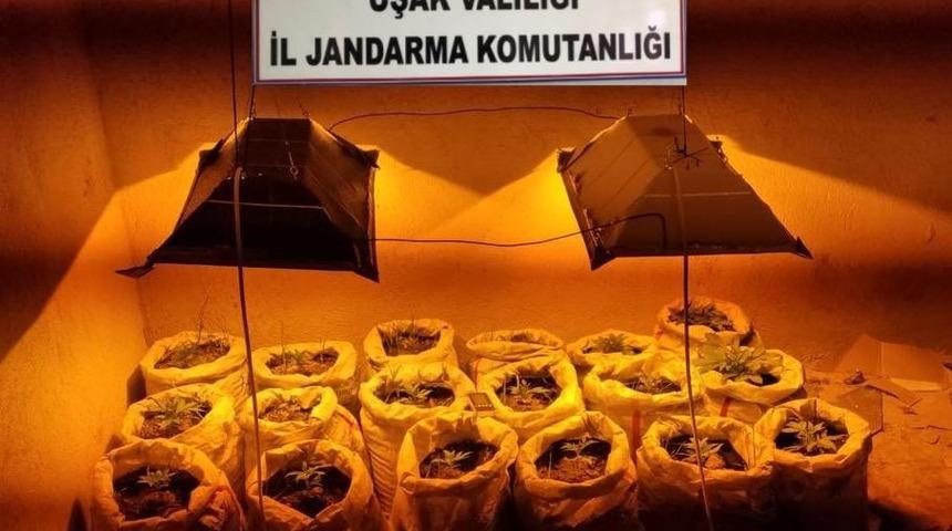 Evindeki saksılarda kenevir yetiştirdi