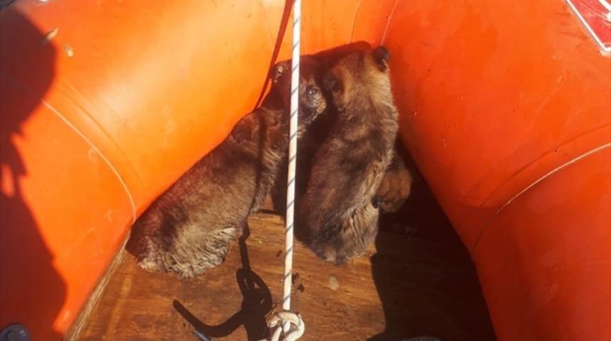 Edirne'de taşkın nedeniyle mahsur kalan sokak hayvanlarını AFAD ekipleri kurtardı