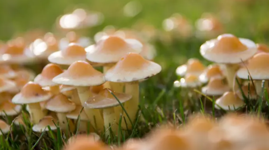 Kendisine ‘sihirli mantar’ enjekte eden adamın kanında mantar büyüdü