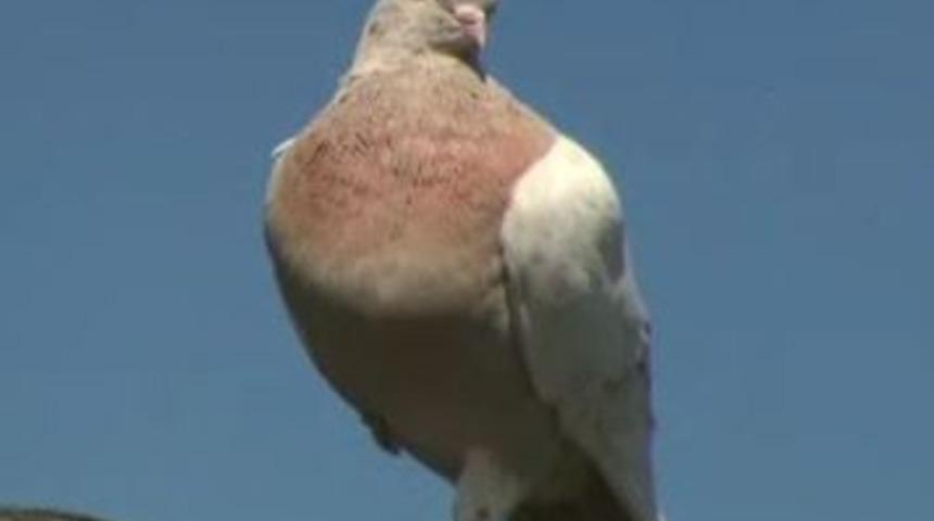13 bin km yoldan gelen güvercin "virüs getirebilir" şüphesiyle itlaf edilecek