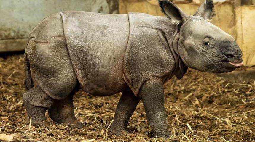 Nesli tükenmek üzere olan gergedan doğum yaptı!