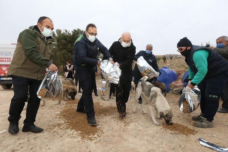 Hatipoğlu sokak hayvanlarını besledi G1