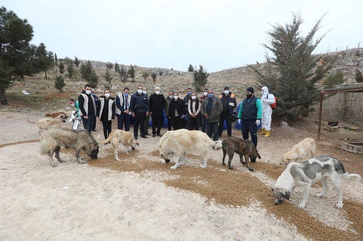 Hatipoğlu sokak hayvanlarını besledi G2