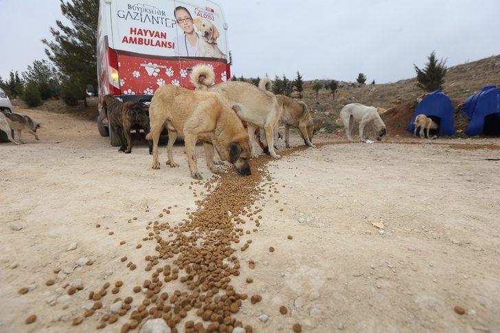 Hatipoğlu sokak hayvanlarını besledi G3