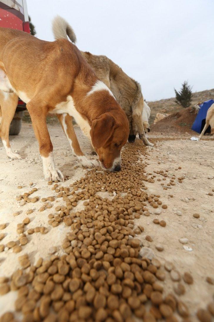 Hatipoğlu sokak hayvanlarını besledi G4