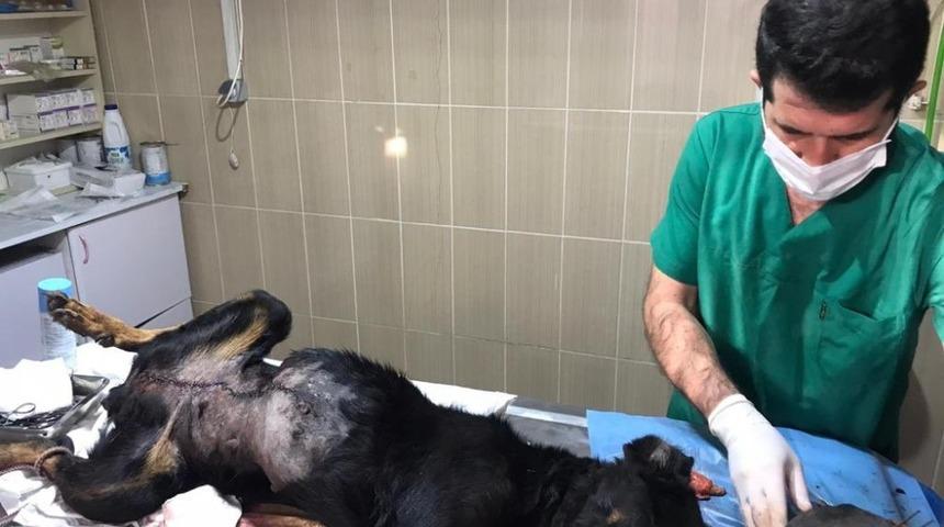 Bir yılda bin 832 sokak hayvanı sağlığına kavuşturuldu