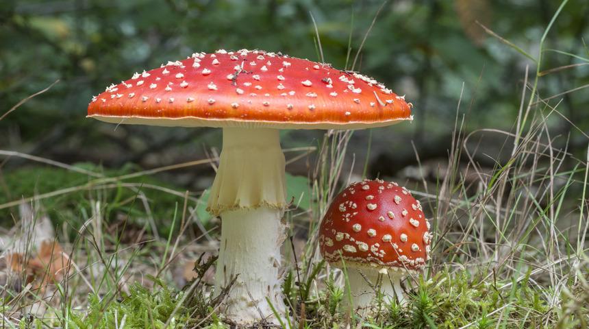 Vücuduna sihirli mantar aldı organları mantarlandı!