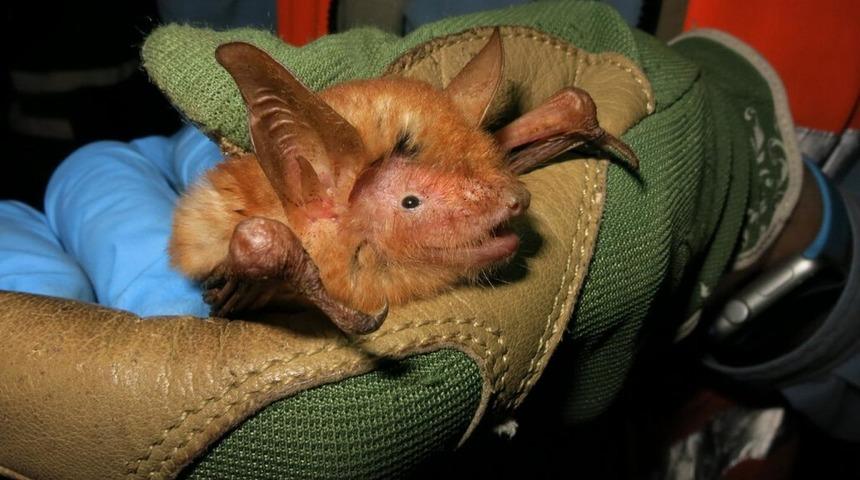 Afrika'daki gökyüzü adalarında orangutan renkli bir yarasa keşfedildi