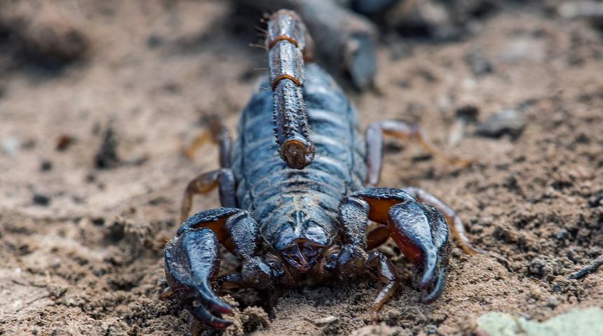 Yolcuyu uçakta akrep soktu!