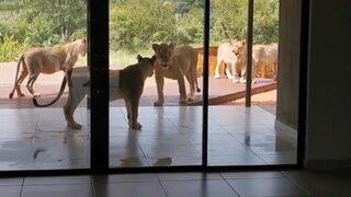 Satılığa çıkarılan evi kontrole gelen çift, bahçede uyuyan 6 aslanla karşılaştı