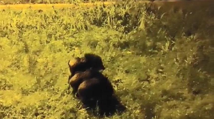 Yer: Bursa! Domuz s&uuml;r&uuml;s&uuml; kent merkezine indi