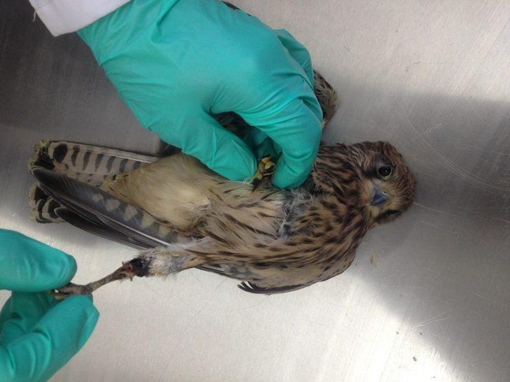 Rektör Prof. Dr. Kapu, Hayvan Hastanesi’nde incelemelerde bulundu G3