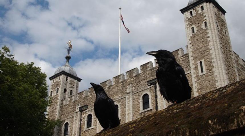 Kuzgunlardan biri kayboldu! Felakete işaret mi?