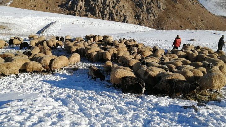 Vanlı çobanlar yayla sezonunu kapattı G4