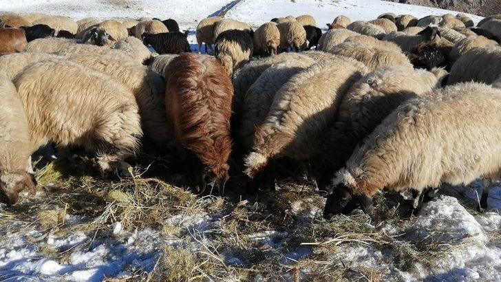 Vanlı çobanlar yayla sezonunu kapattı G5