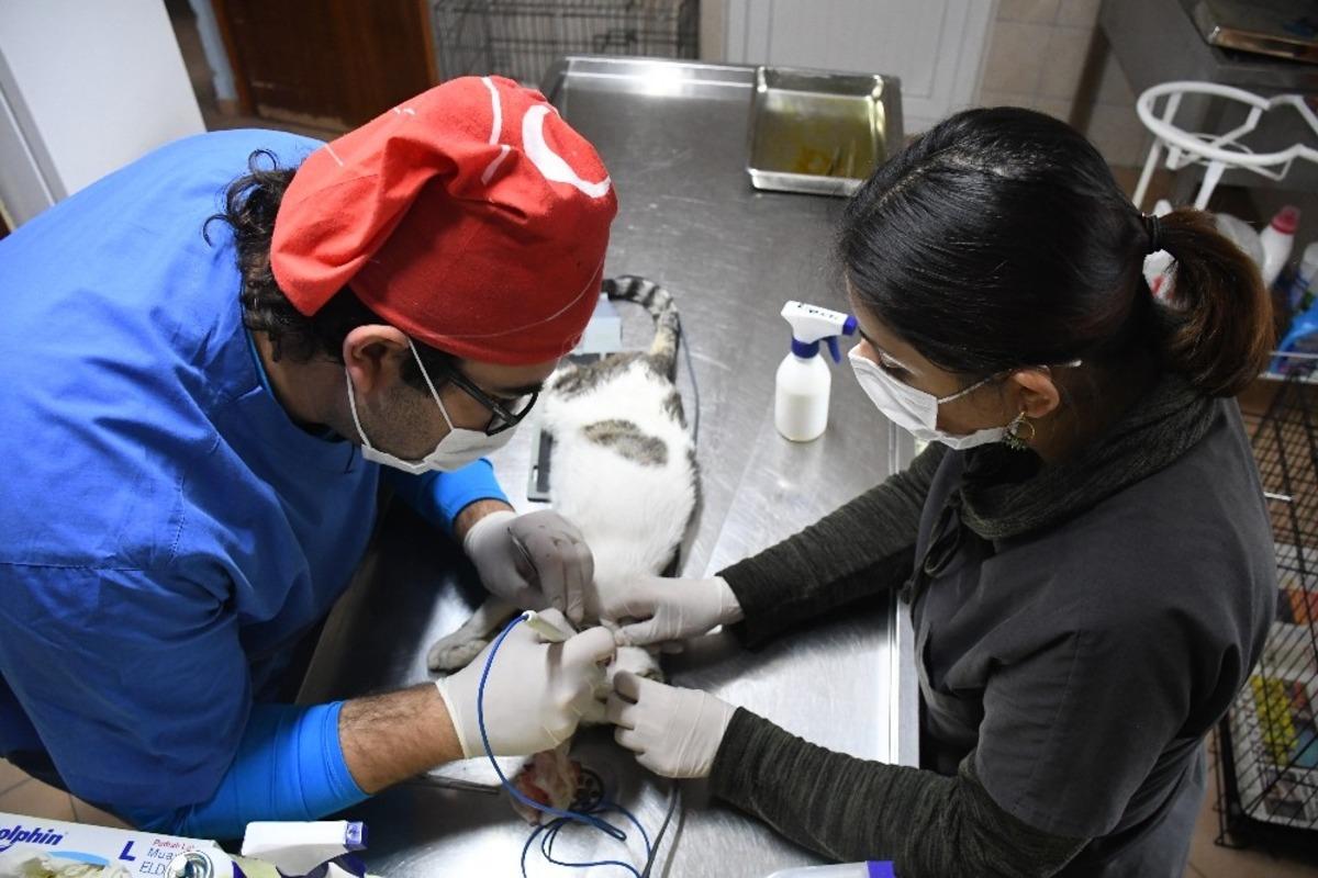 Kemer&rsquo;de bir ayda 25 hayvan sahiplendirildi