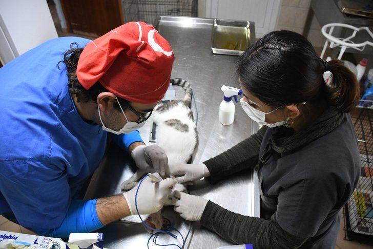 Kemer’de bir ayda 25 hayvan sahiplendirildi G1