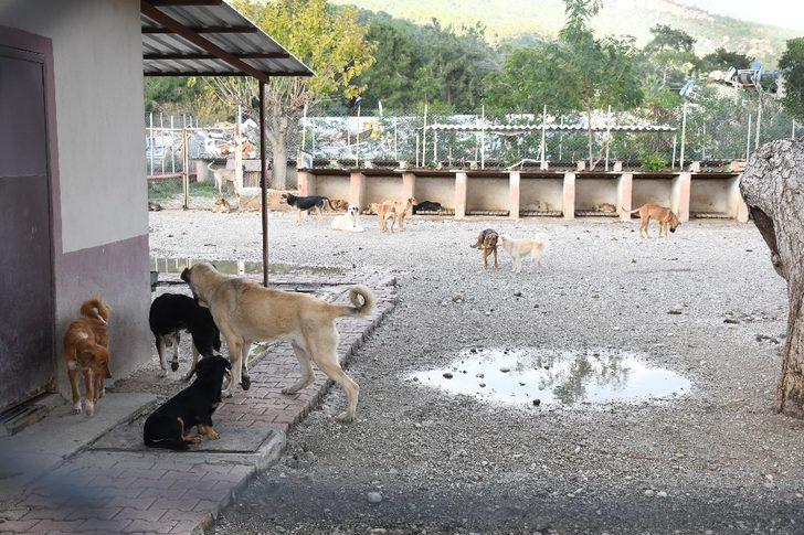 Kemer’de bir ayda 25 hayvan sahiplendirildi G2