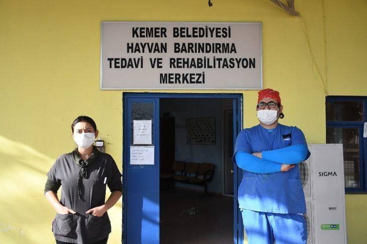 Kemer’de bir ayda 25 hayvan sahiplendirildi G3