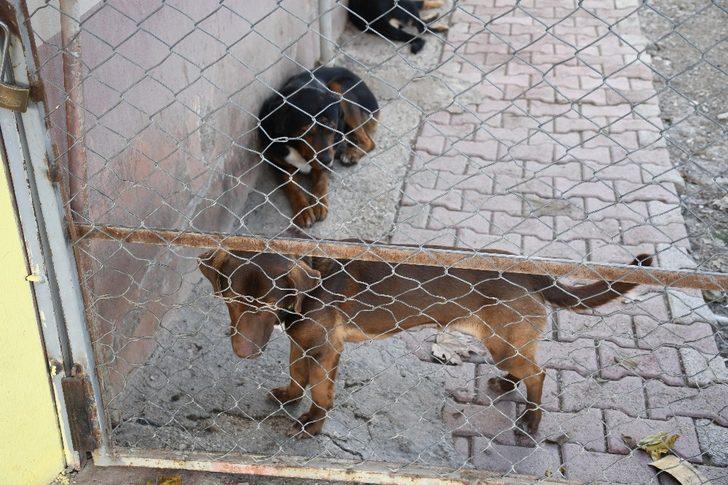 Kemer’de bir ayda 25 hayvan sahiplendirildi G4