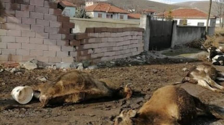 G&ouml;lbaşı&rsquo;nda şiddetli r&uuml;zgarda kopan kablolar 9 hayvanı telef etti