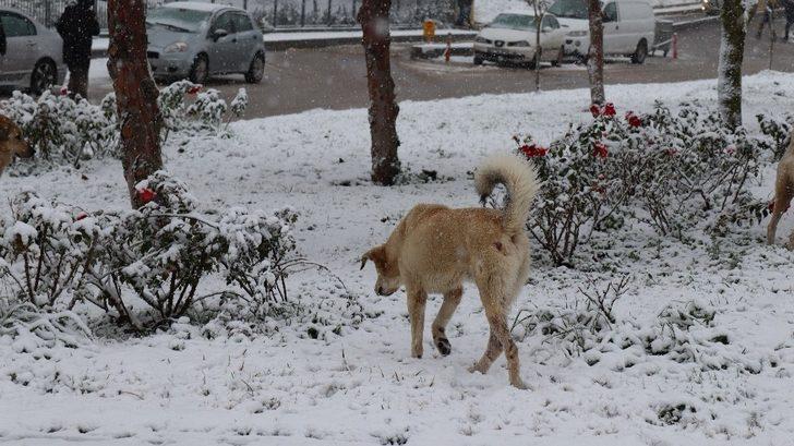 Kocaeli’de şehir merkezine yakın bölgeler beyaz örtü ile kaplandı G2