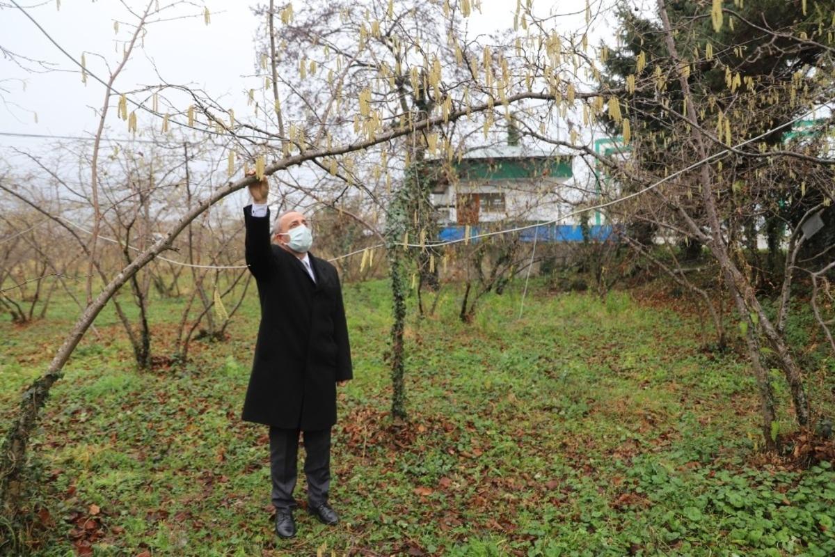 FİSKOBİRLİK&rsquo;ten fındık &uuml;reticilerine sigorta uyarısı