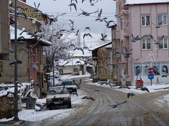 Güvercinlerin karda yiyecek bulma telaşı