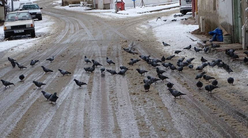 G&uuml;vercinlerin karda yiyecek bulma telaşı