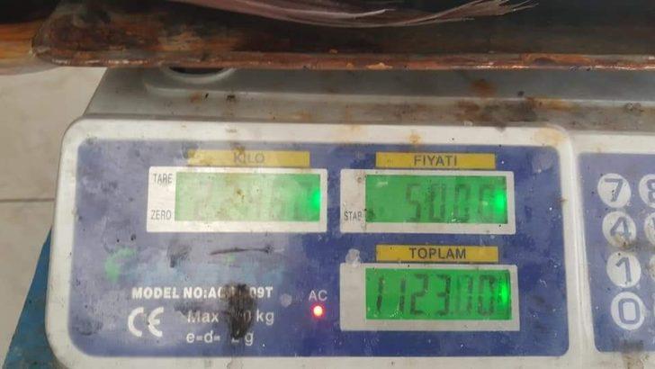 İnsan boyundaki levrek görenleri şaşırttı G2