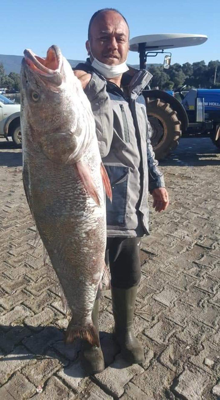İnsan boyundaki levrek görenleri şaşırttı G4