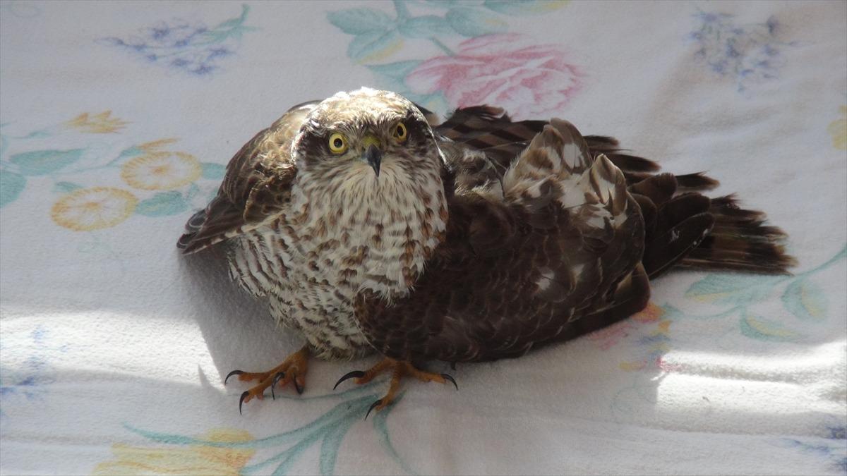 Mersin'de yaralı bulunan atmaca tedavi altına alındı