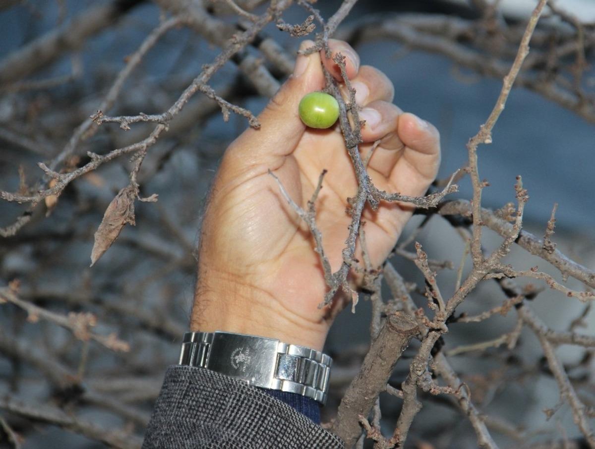 Ocak ayında erik ağacı meyve verdi