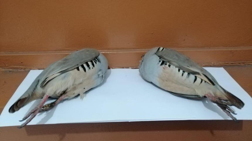 Kaçak keklik avcıları jandarmaya yakalandı