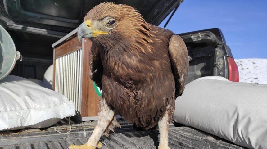 Yaralı Kartal tedavi altına alındı