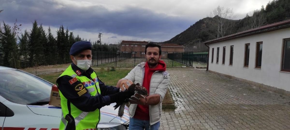 Bilecik&rsquo;te yaralı şahine jandarma ekipleri sahip &ccedil;ıktı