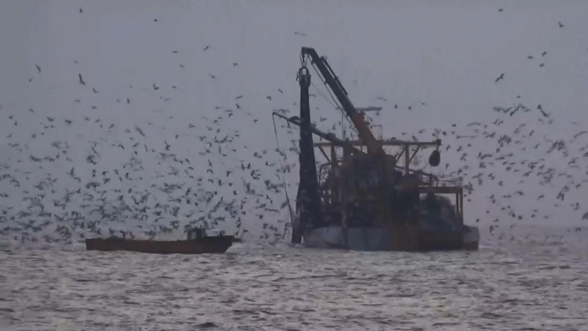 Martıların balık kapma telaşı