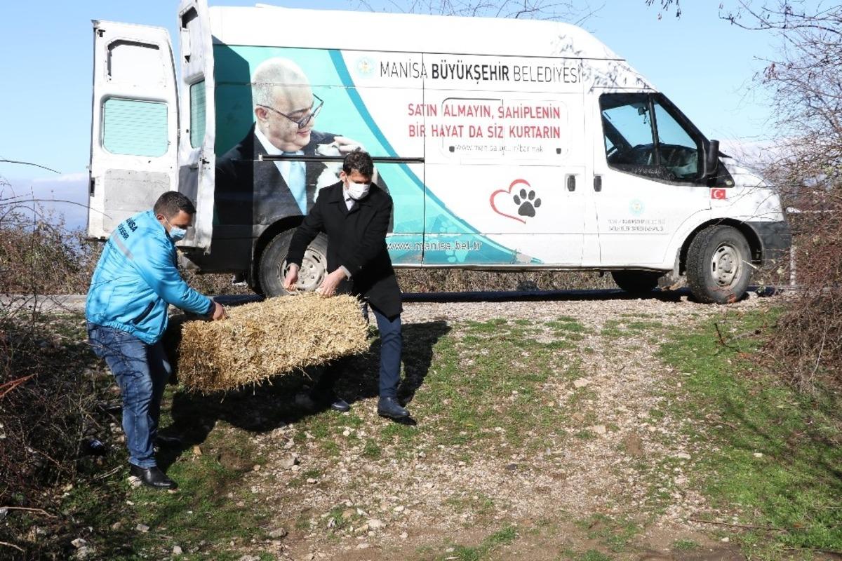 Manisa&rsquo;da yılkı atları ve yaban hayvanları unutulmadı