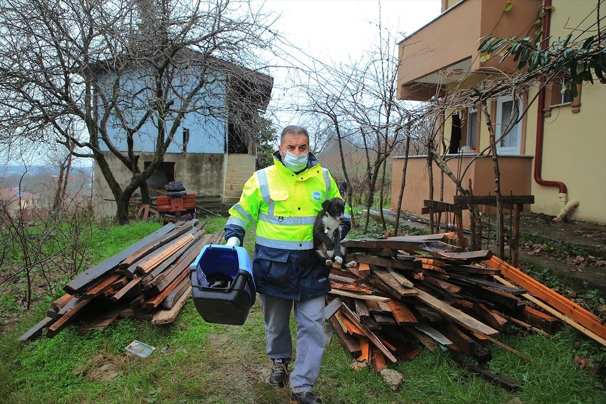 Sakarya'da sokak k&ouml;peği ve yavruları korumaya alındı