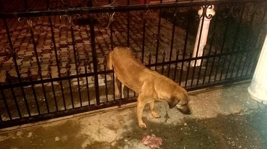 Kapı korkuluklarından geçemedi, itfaiye kurtardı